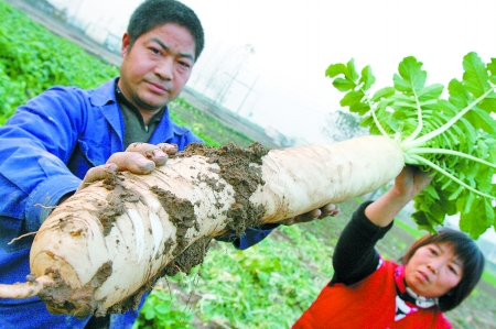 郑州农民种植象牙萝卜面临滞销 个头大适合饭店用/图