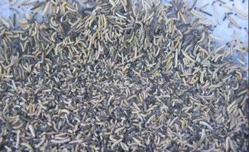 铺天盖地的毛毛虫请慎看 超恶心恐怖会吓到不少网友/组图