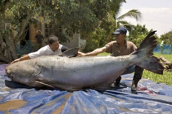 组图:男子抓最大枪鱼重600公斤 惨遭捕获的巨型鱼类