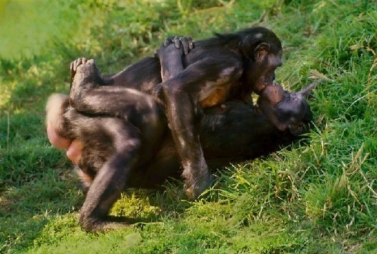 组图:罕见动物性行为揭秘 黑猩猩与人相似