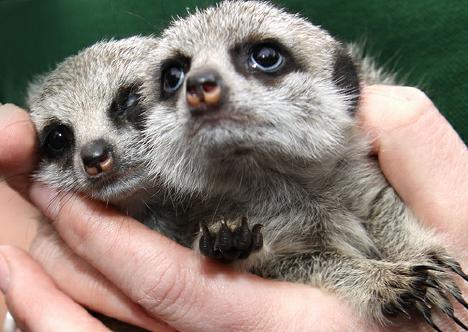 图集:刚生下来的动物宝宝!可爱!