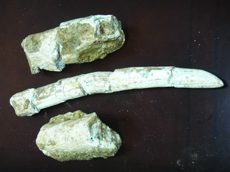 组图:宝丰发现七万年前大象化石