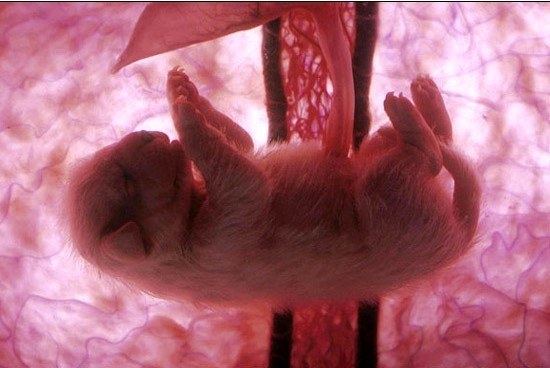 摄影师拍摄惊人动物胚胎 令人惊叹的大自然!