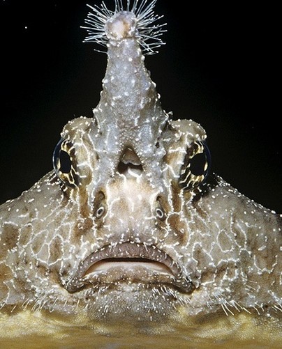 组图:盘点吓人的"鱼类怪胎" 口大眼大会发光