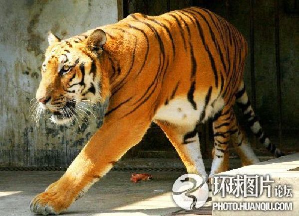 图盘点野生动物袭人恐怖瞬间野狗咬死人并啃噬尸体