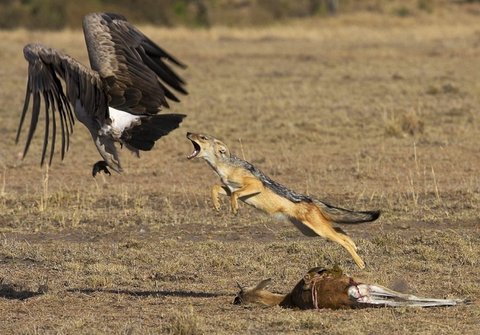 当然,如果秃鹫不小心被它扑倒的话,胡狼也不介意增加一道菜品
