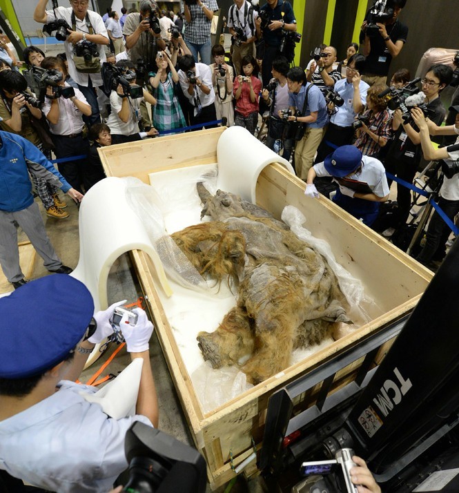 高清组图:日本展出39000年前长毛猛犸象遗体