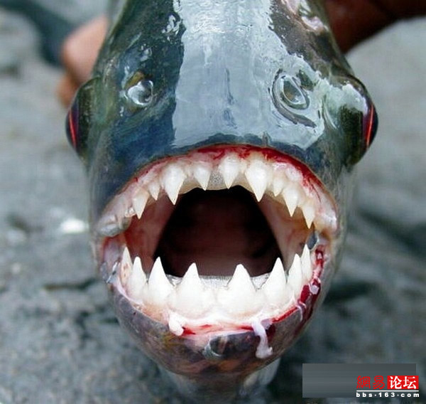 比食人鱼更可怕的鱼图片